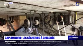 Cap au Nord: les sècheries à chicorée