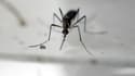 Le virus Zika se transmet par le moustique (illustration)