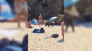 Un sanglier au milieu des baigneurs sur la plage de Bonporteau à Cavalaire-sur-Mer (Var), le mardi 15 juillet 2025.