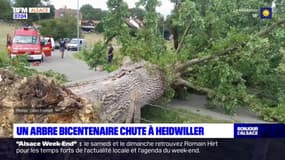 Haut-Rhin: un arbre bicentenaire s'effondre sur une route à Heidwiller