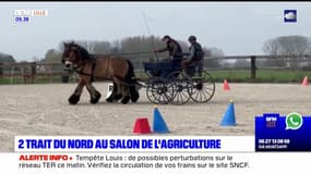 Deux Trait du Nord au Salon de l'agriculture