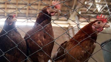 Des poulets (Photo d'illustration)