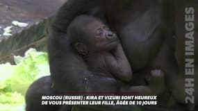 Première apparition publique d'un bébé gorille au zoo de Moscou
