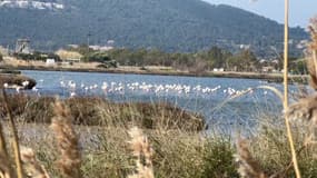 Les flamants roses de Hyères 