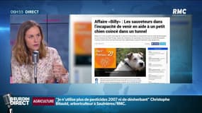 Faut-il sauver le chien Billy, coincé dans une canalisation en Bourgogne?