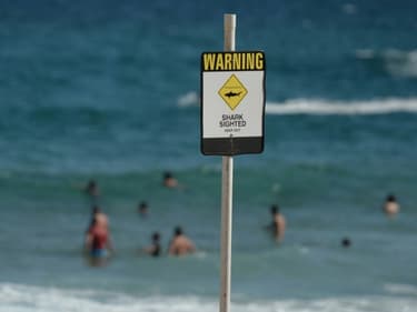 Sur une plage d'Australie, près de Newcastle, en Nouvelle Galles-du-Sud, le 17 janvier 2015