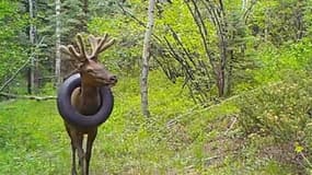 Après deux ans de calvaire, un wapiti enfin libéré... du pneu coincé autour de son cou