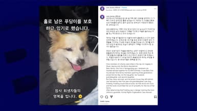 Le chien Pudding a été recueilli par l'association Care après la mort de sa famille dans un crash d'avion en Corée du Sud.