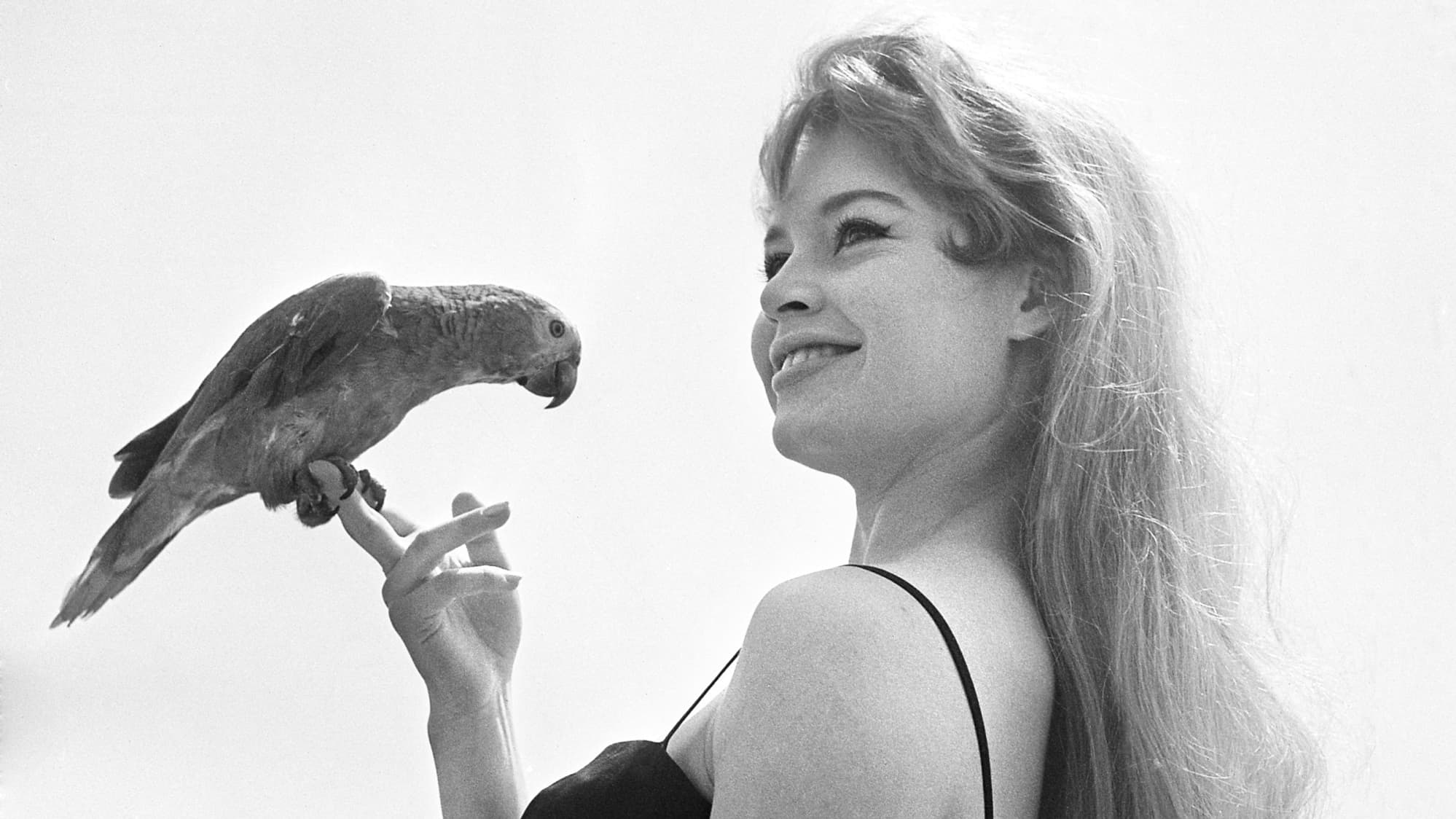 Brigitte Bardot at the Cannes Film Festival in 1956 Brigitte Bardot at the Cannes Film Festival in 1956