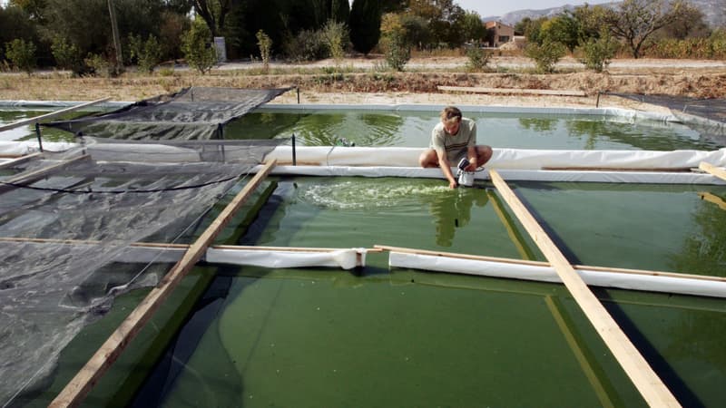Un exploitant d'algues spiruline à Aubagne