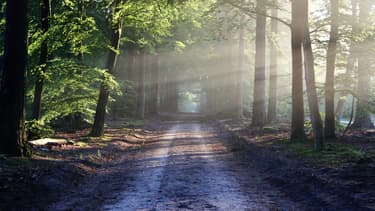 Les rendements du placement forêts oscillent en moyenne entre 0,5 à 2% par an avant impôts.
