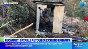 Le Cannet: bataille autour de deux chiens errants