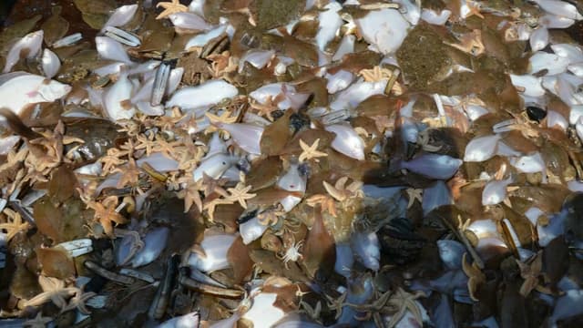 La pêche électrique qui présente l'avantage de ne pas trop racler le fond de la mer, ne laisse en revanche guère de chance à la ressource halieutique.