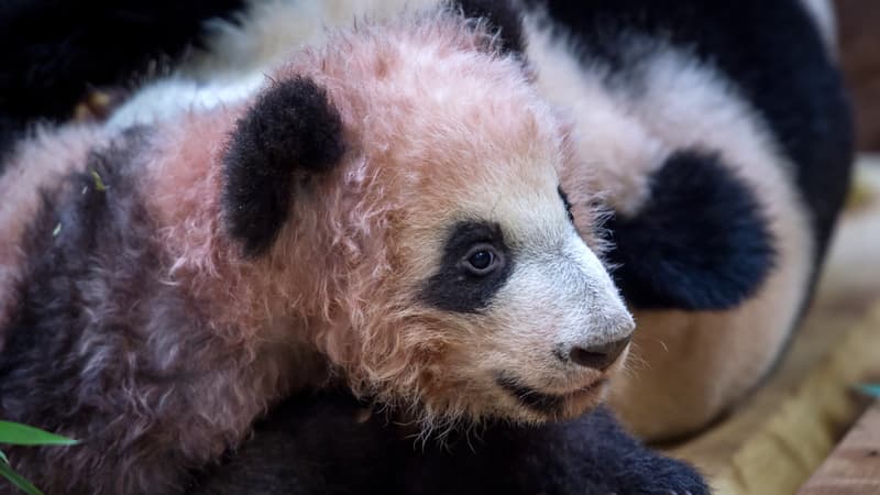 Yuan Meng et Huan Huan dans leur nouvel enclos au zoo de Beauval, le 12 janvier 2018.