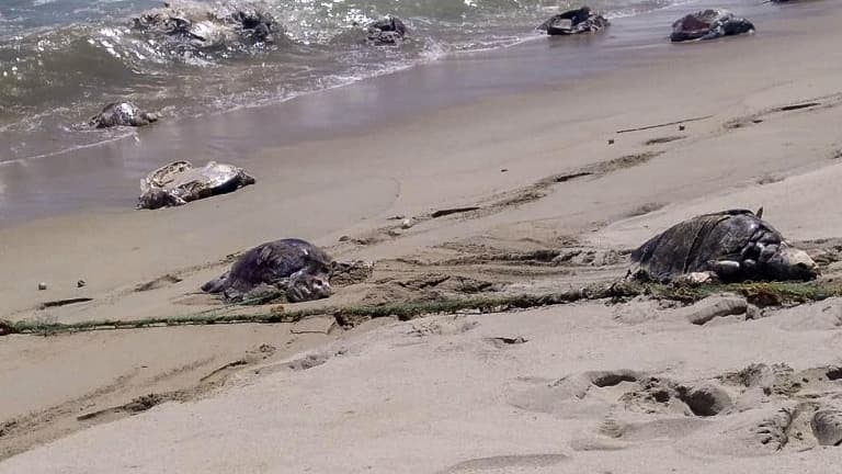 Photo of 19 muertos, incluidos 9 niños, tras comerse una tortuga marina
