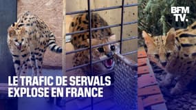 Face à l'explosion du trafic de servals, les refuges tentent de faire face