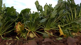 500.000 tonnes de betteraves devront être détruites dans la Marne et les Ardennes.