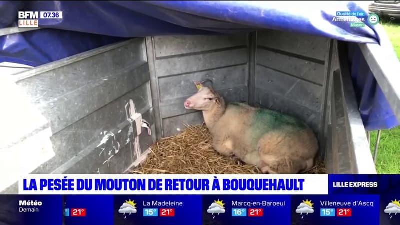 Bouquehault: le retour de la pesée du mouton