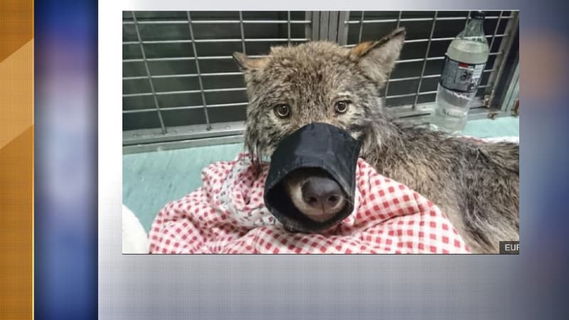 Le loup a été remis en liberté, sans séquelles.