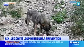 Aix : le Comité loup mise sur la prévention