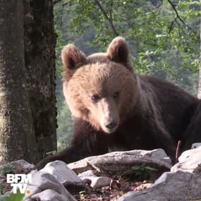 Trois questions pour comprendre la réintroduction des ours en France 