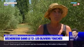 Dans les Bouches-du-Rhône, les oliviers souffrent aussi de la sécheresse