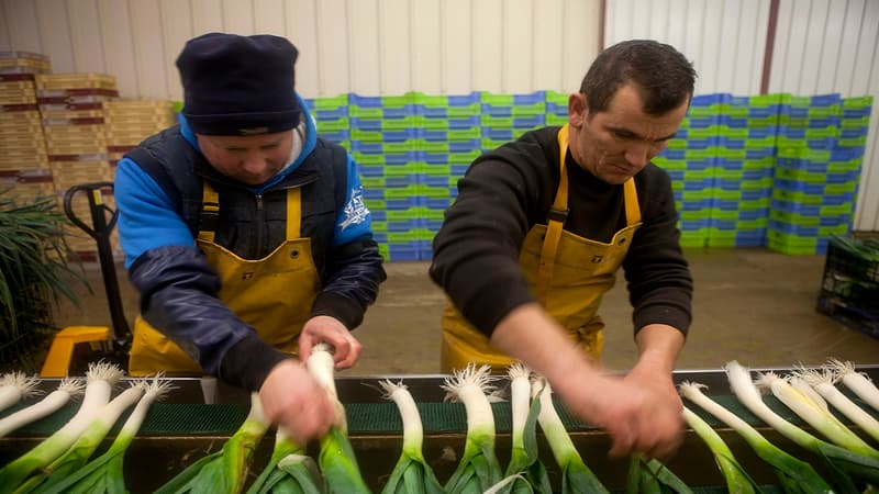 Le métier d'agent de cultures légumières et fruitières fait partie du top 5 des métiers en tension dans le secteur agricole.