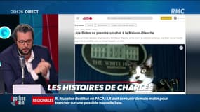 Maison Blanche: Joe Biden va adopter un chat