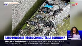 Rats à Paris: les pièges connectés, la solution?