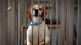 Un chien patiente dans un refuge de la SPA de Gennevilliers
