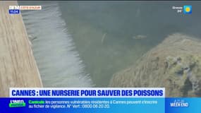 Cannes: des nurseries à poissons installées dans le port du Mouré Rouge