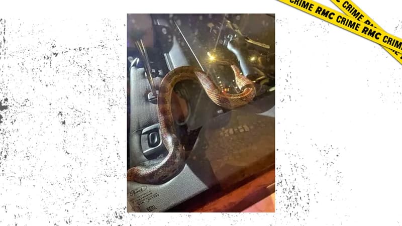 Le serpent jeté dans le véhicule de la police à Amiens 