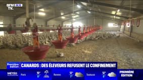 Grippe aviaire : cet éleveur refuse de confiner ses 9 000 canards