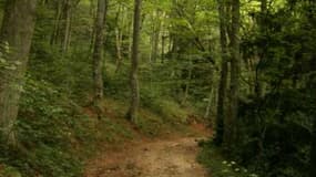 Le plan de "repeuplement" des forêts françaises portera sur "50 millions d'arbres" afin de lutter contre les effets du réchauffement climatique. (Photo d'illustration)