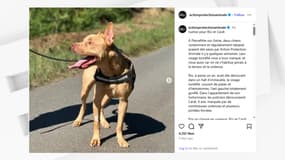 Le propriétaire des chiens Rio et Cardi a été condamné le 5 septembre à 6 mois de prison ferme, la saisie des chiens et l'interdiction de détenir un animal pendant 10 ans. 