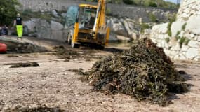 La Métropole a organisé lundi la première opération de nettoyage du port de Callelongue. 