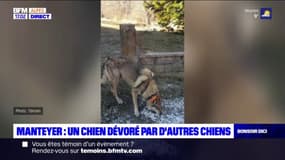 Manteyer: une chienne a été dévorée par deux autres chiens