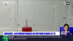 Bouches-du-Rhône: les moustiques de retour après les orages