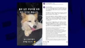Le chien Pudding a été recueilli par l'association Care après la mort de sa famille dans un crash d'avion en Corée du Sud.