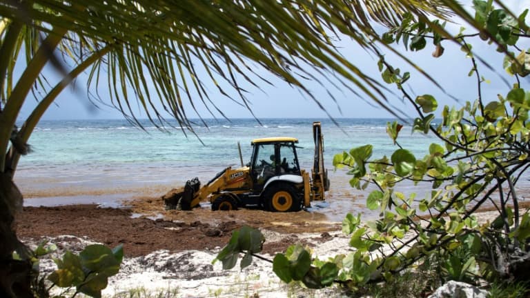 Une tractopelle enlève des sargasses de la plage de Capesterre de Marie-Galante, le 18 avril 2023 en Guadeloupe