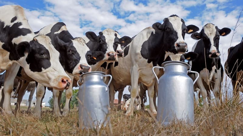 La consommation de lait a bondi de 5% en 2020.