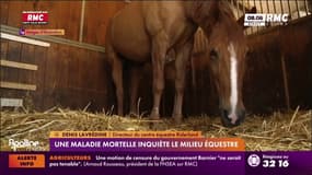 Un virus mortel inquiète le milieu équestre