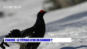 Hautes-Alpes: le tétras-lyre au coeur d'un bras de fer entre chasseurs et associations de protection des oiseaux