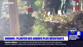 Alpes-de-Haute-Provence : adapter les forêts aux changements climatiques 