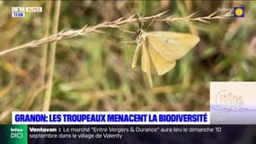 Hautes-Alpes: le surpâturage menace la biodiversité