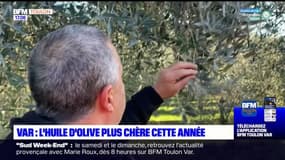 Var: l'huile d'olive plus chère cette année en raison de l'inflation 