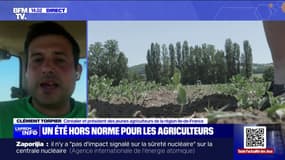 "Il ne faudrait pas que cette chaleur perdure trop": les agriculteurs d'Île-de-France face à la canicule