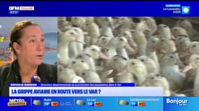 BFM Var et vous: le département face au risque de grippe aviaire