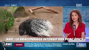 Les porcs-épics de plus en plus braconnés pour... le contenu de leurs intestins