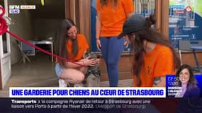 Strasbourg: une garderie pour chiens dans le centre-ville